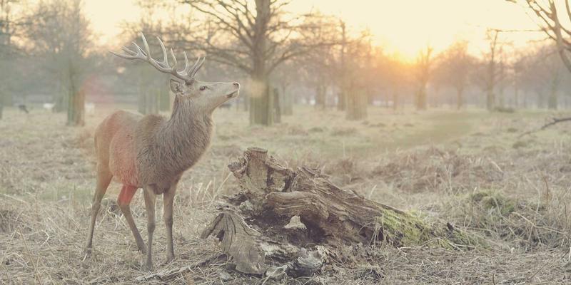 Wi-Fi 6技术优势深度解析：网络技术升级与部署实战指南