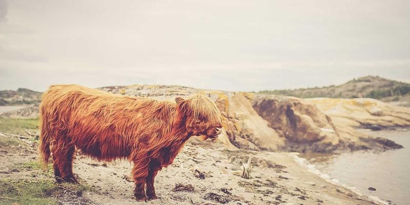 时间敏感网络（TSN）：驱动工业互联网与自动驾驶未来的关键网络技术